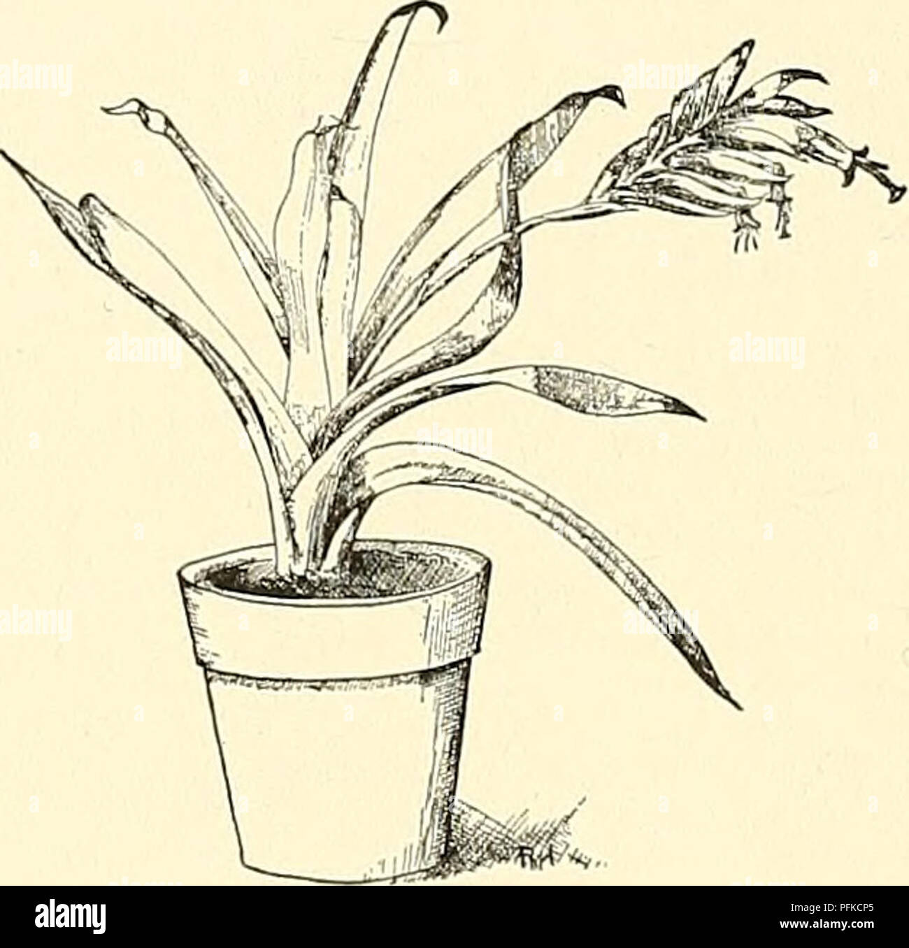 Cyclopedia Of American Horticulture Comprising Suggestions For