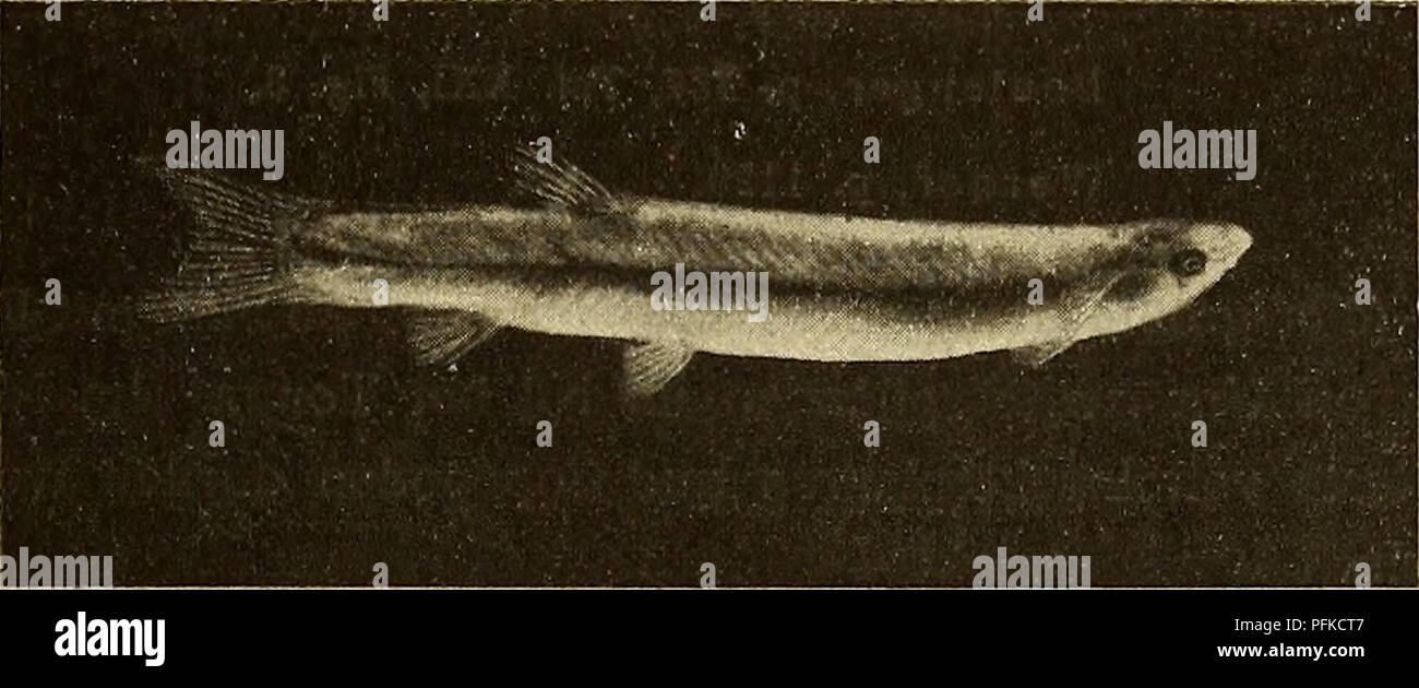 Mormyrus kannume hires stock photography and images Alamy