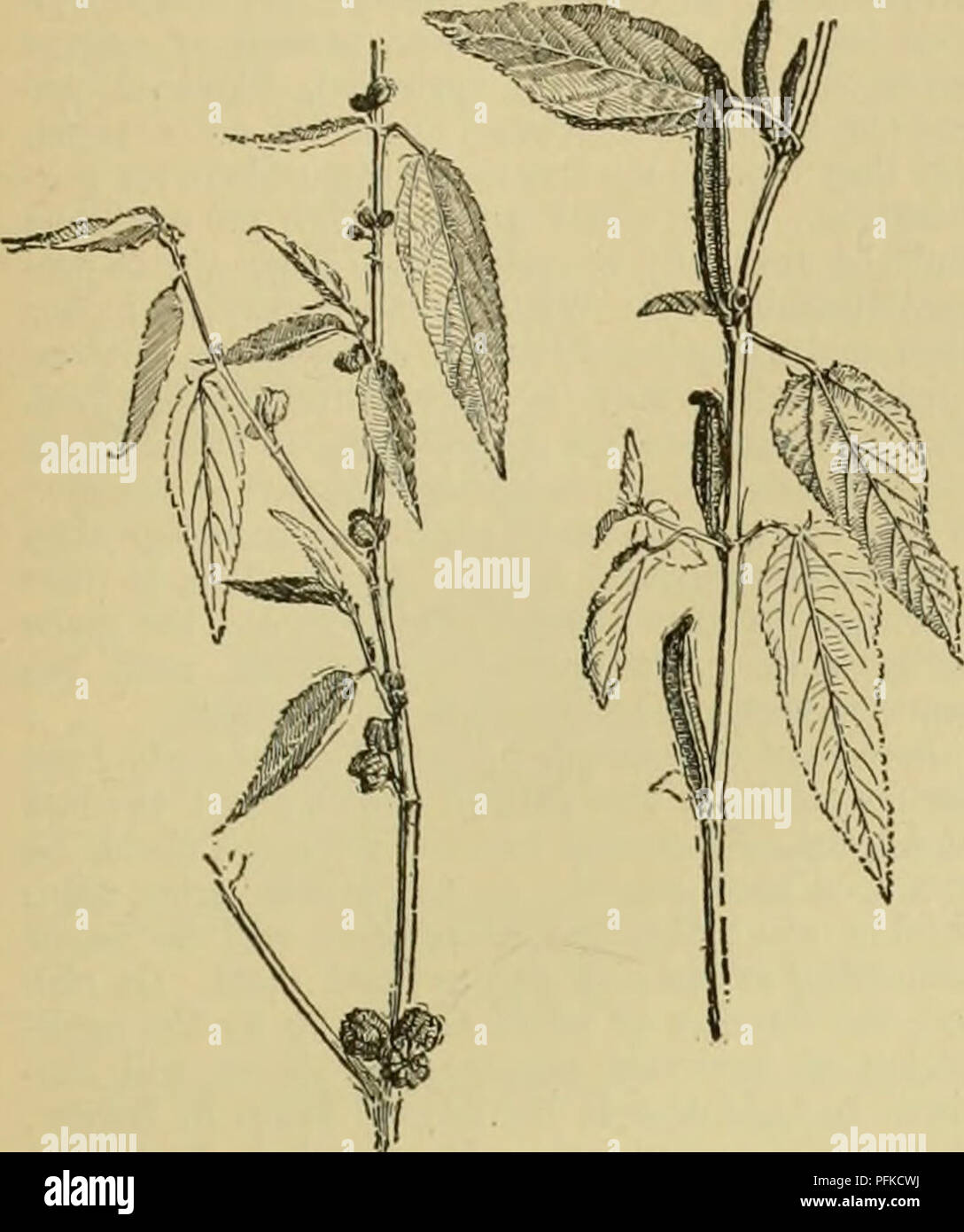 . Cyclopedia of farm crops. Farm produce; Agriculture. FIBER PLANTS FIBER PLANTS 283 the top. The basal lobes of the leaves of both spe- cies terminate in slender points. The seed-pods of C. capsularis are nearly spherical, while those of C. olitorius are prismatic or nearly cylindrical.. Fig. 393. Jute, left (Oorchorus capsularis); right, Nalta ixJi [Corchorus olitorius). Branches with seed-pods. The best fiber is produced by C. capsularis, and this species is more extensively cultivated. The cultivation of C. olitorius is confined largely to the warmer and wetter regions near the coast. Se Stock Photo