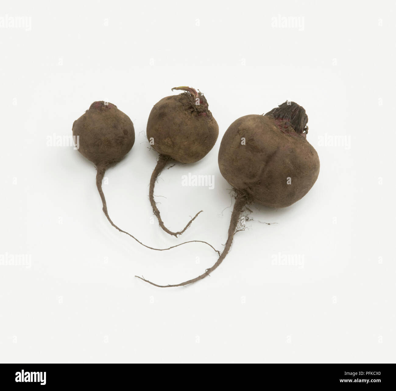 Beetroot Beta Vulgaris Subsp Vulgaris High Resolution Stock Photography ...