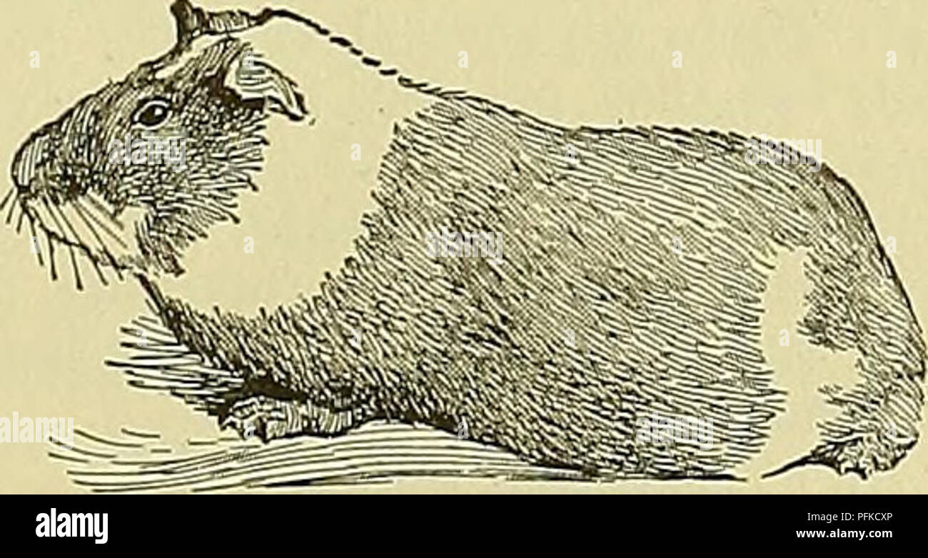 Cyclopedia of farm animals. Domestic animals; Animal products. Fig. 512.  Abyssinian cavy. far as known. It is all blue and of the same type as the  Tans in general, lacking the