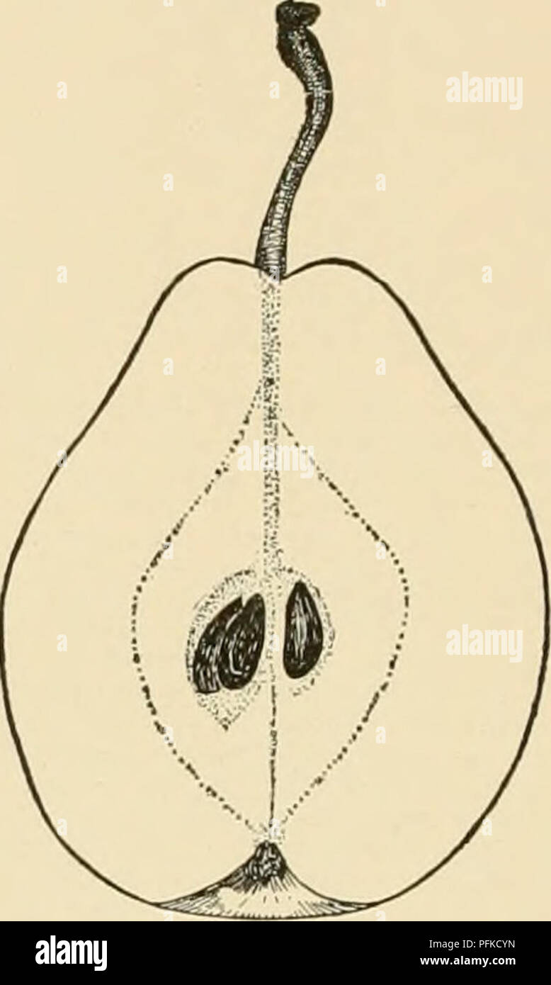 This fruit-culture cyclopedia provides insights into various hardy fruit varieties, including their growth characteristics and cultivation practices. It features the pear variety Poire Marie Parent, known for its distinct appearance and irregular pyramidal shape. Stock Photo