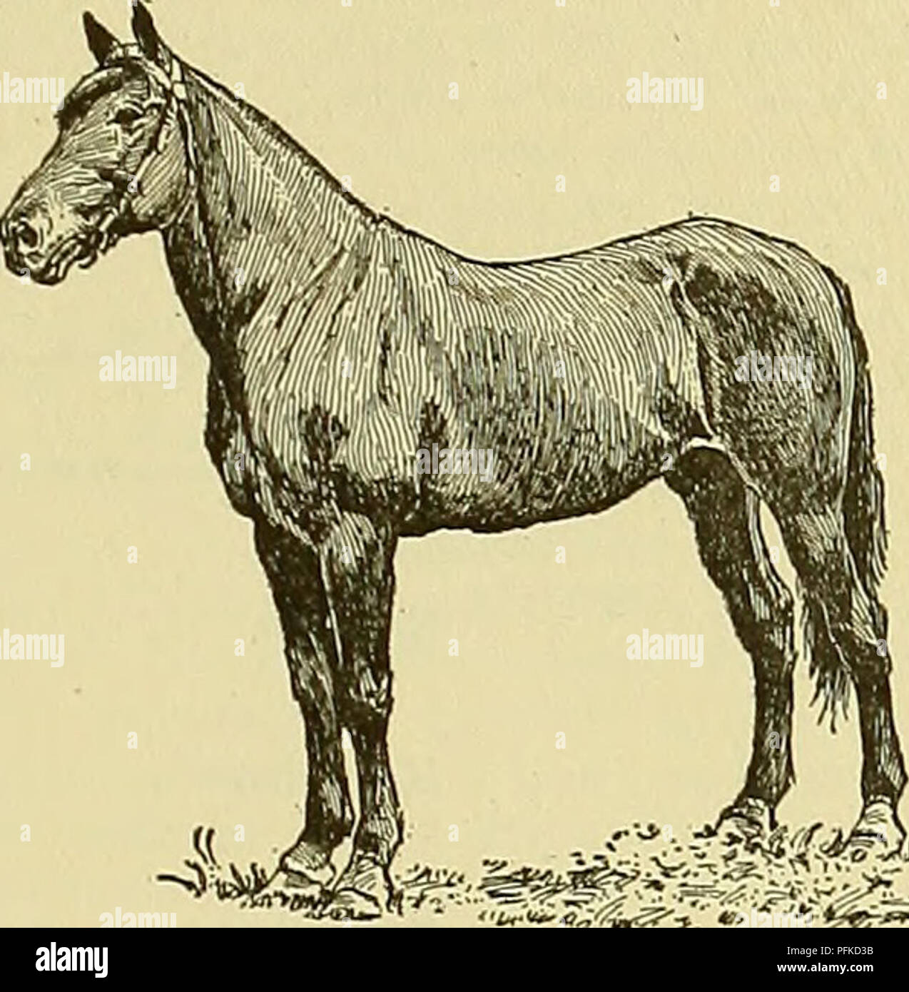 . Cyclopedia of farm animals. Domestic animals; Animal products. HORSE HORSE 501 present excellence is due wholly to the work of the American breeder, although most of the original material that entered into the foundation of the American Standardbred trotting horse came from outside sources. Description. There are many pronounced types among the Standardbred trotting horses. Some are speed mar- vels, as Lou Dillon, slim, graceful and of high nervous organization; others are of the campaigner type, stronger-framed, fuller-muscled, of larger size, with controllable disposition, so as to be easi Stock Photo