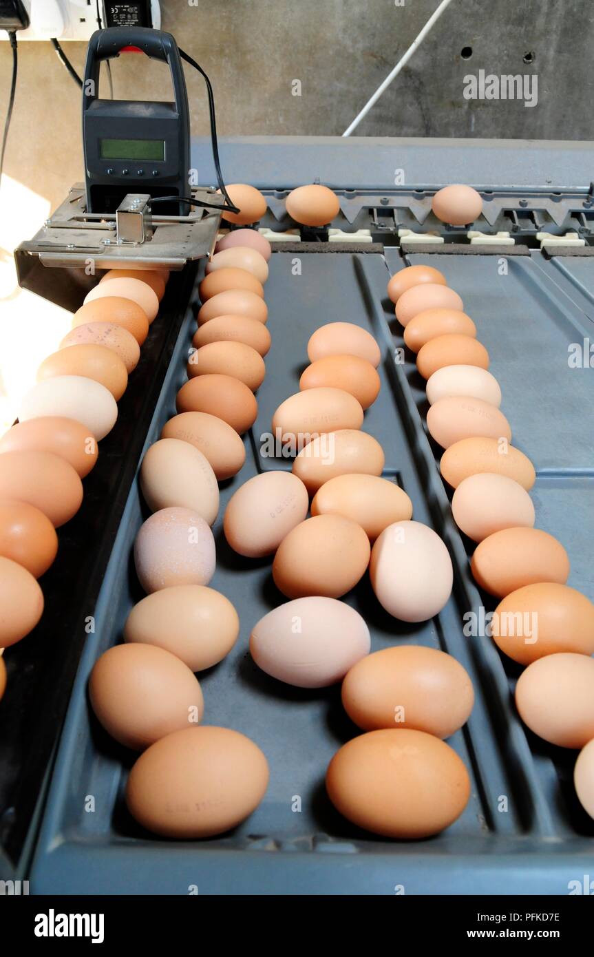 Eggs on conveyor belt Stock Photo Alamy
