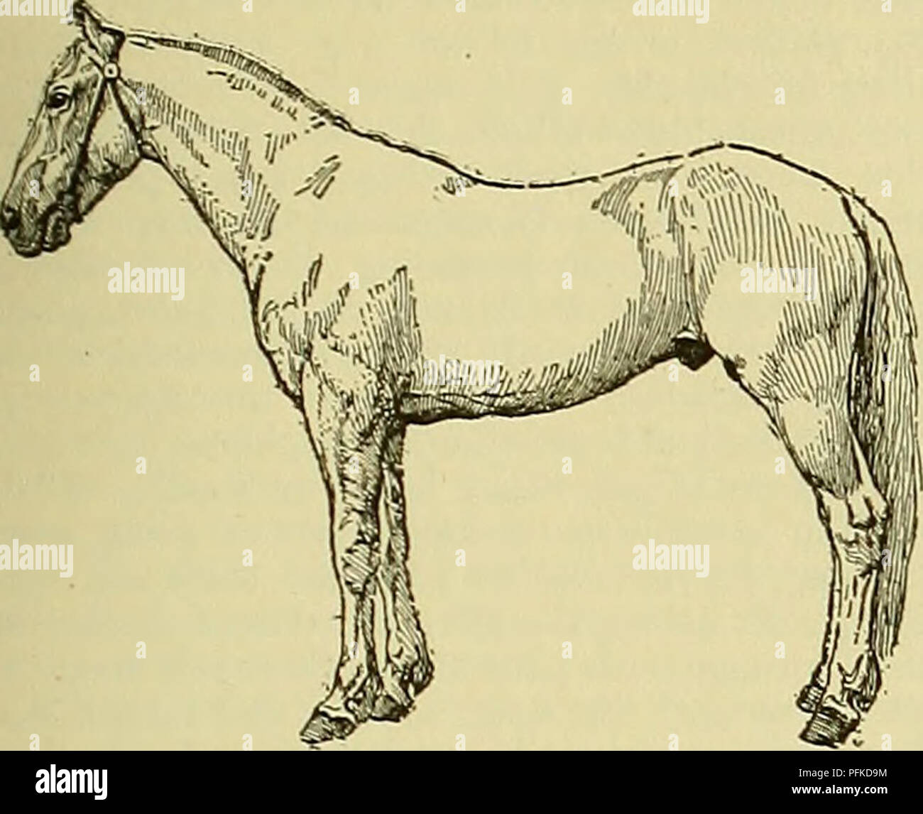 Polkan . Cyclopedia of farm animals. Domestic animals; Animal products. HORSE ...