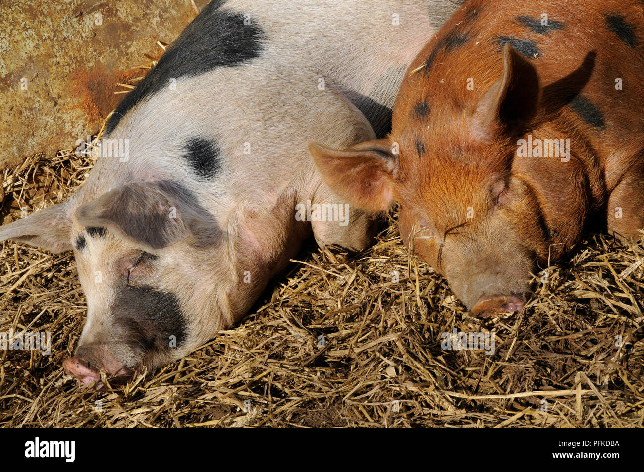 Two crossbred British pigs asleep on straw in barn Stock Photo