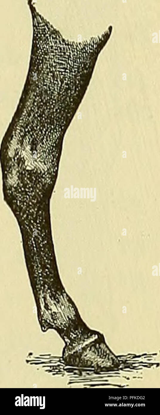 . Cyclopedia of farm animals. Domestic animals; Animal products