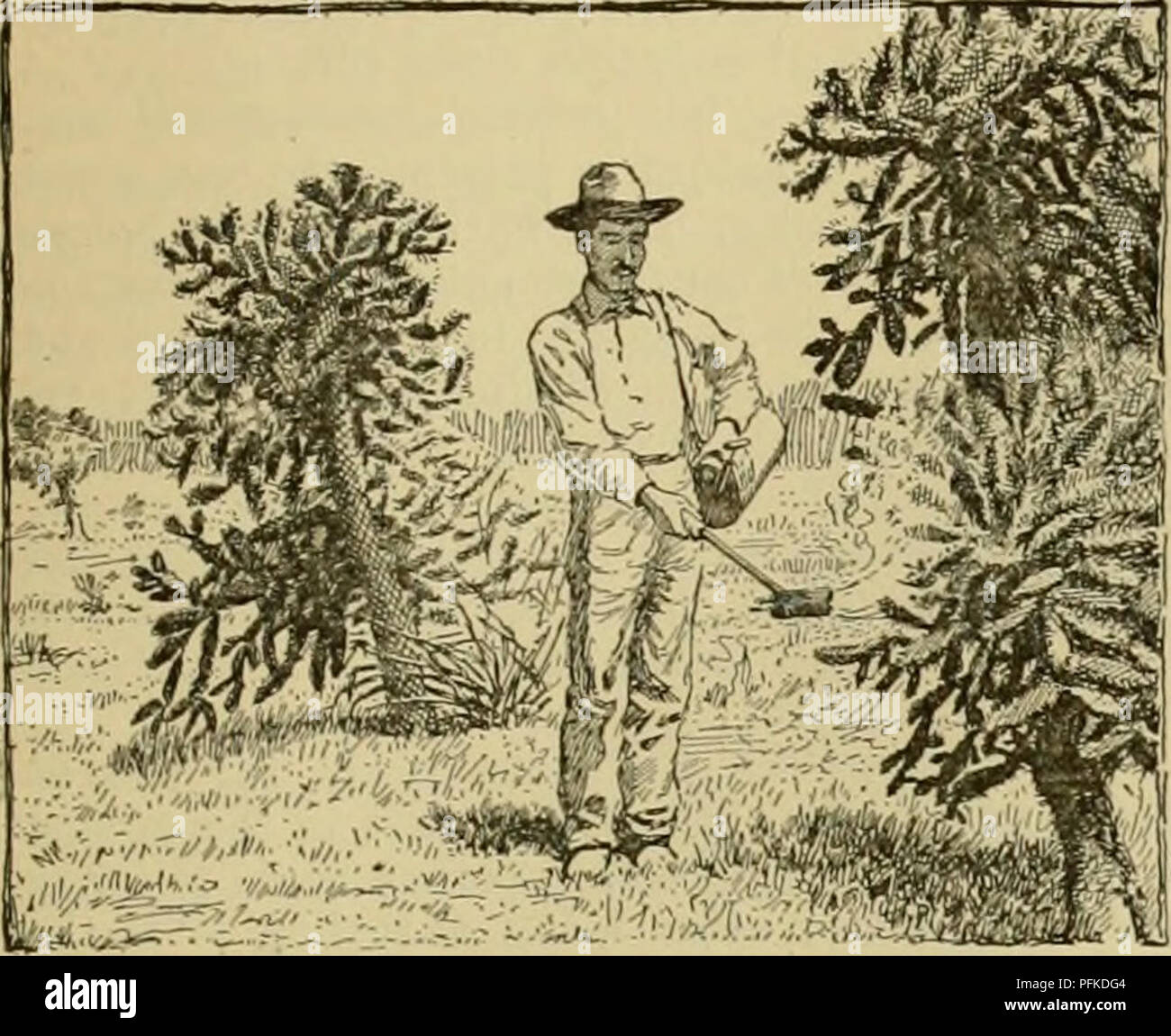 Browsing on shrubs hires stock photography and images Alamy