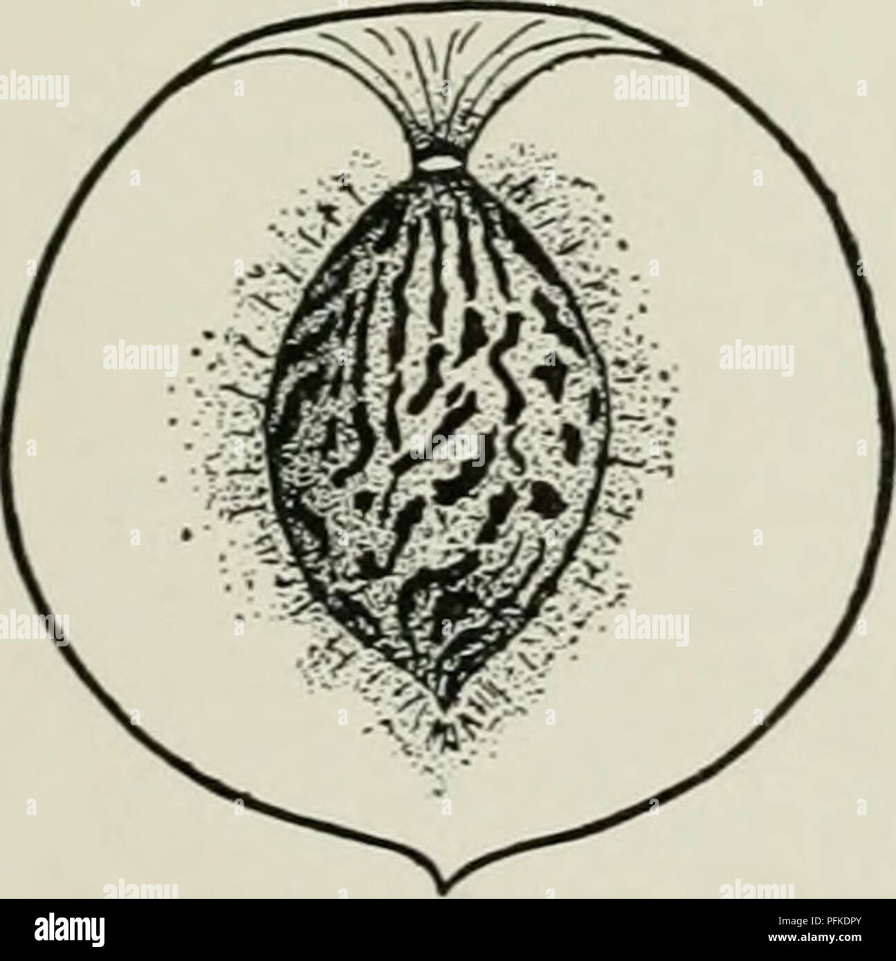 Cyclopedia Of Hardy Fruits Fruit Fruit Culture Canada Carman 165 Drawn Up About The Cavity Apex With Mucronate Tip Skin Thick Tough Covered Quot With Thick Coarse Pubescence Creamy Yellow With Slight Blush