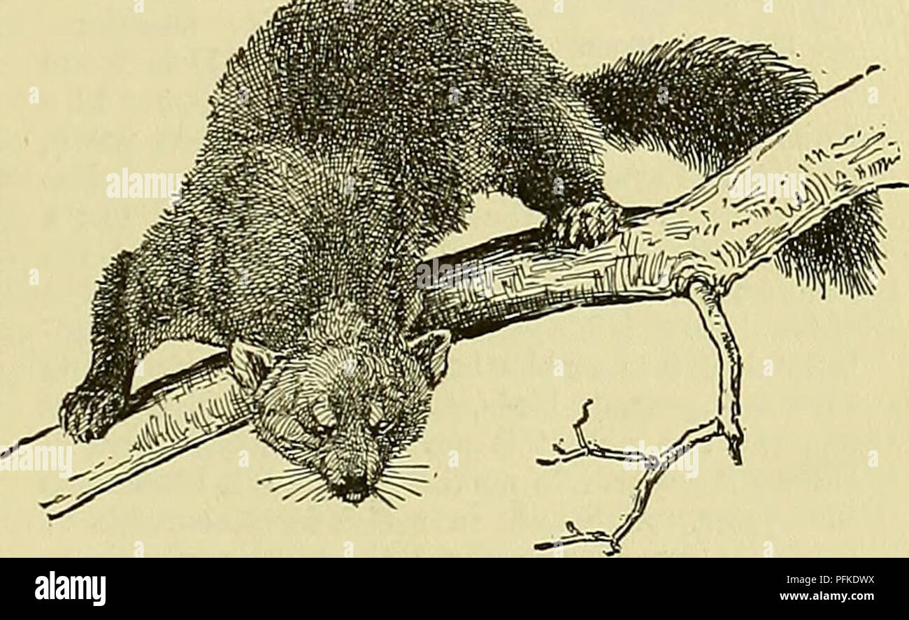 . Cyclopedia of farm animals. Domestic animals; Animal products. FUR