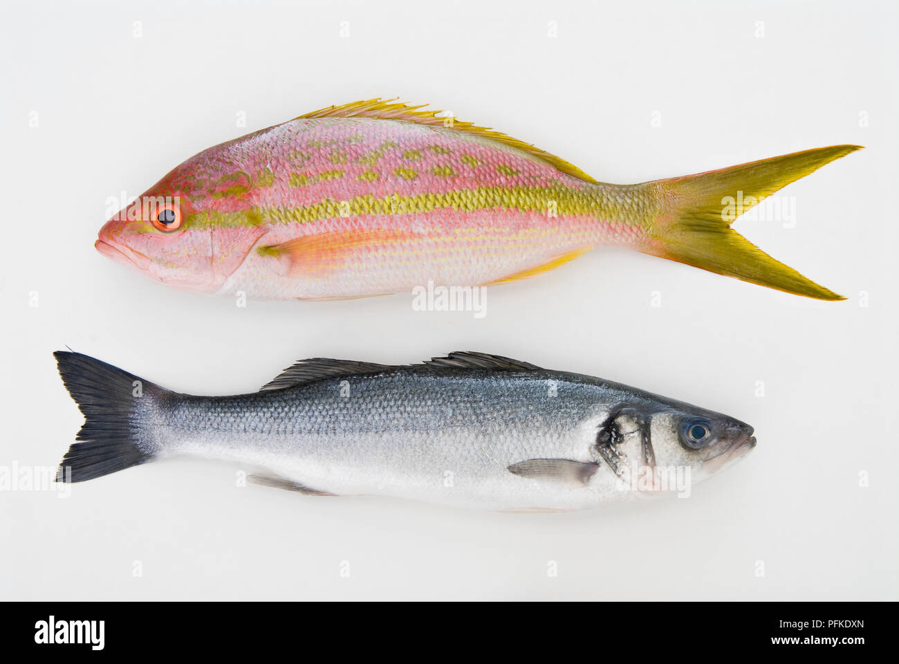 Yellowtail snapper and Sea bass, side view Stock Photo Alamy