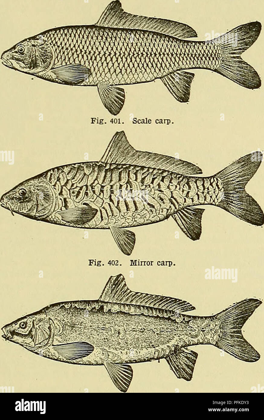 Cyclopedia of farm animals. Domestic animals; Animal products. FISH FISH 393 directly by water-animals, as are clover-fields by cattle; on the contrary, they grow green, and grow old and die almost Cyclopedia of farm animals. Domestic animals; Animal products. FISH FISH 393 directly by water-animals, as are clover-fields by cattle; on the contrary, they grow green, and grow old and die almost