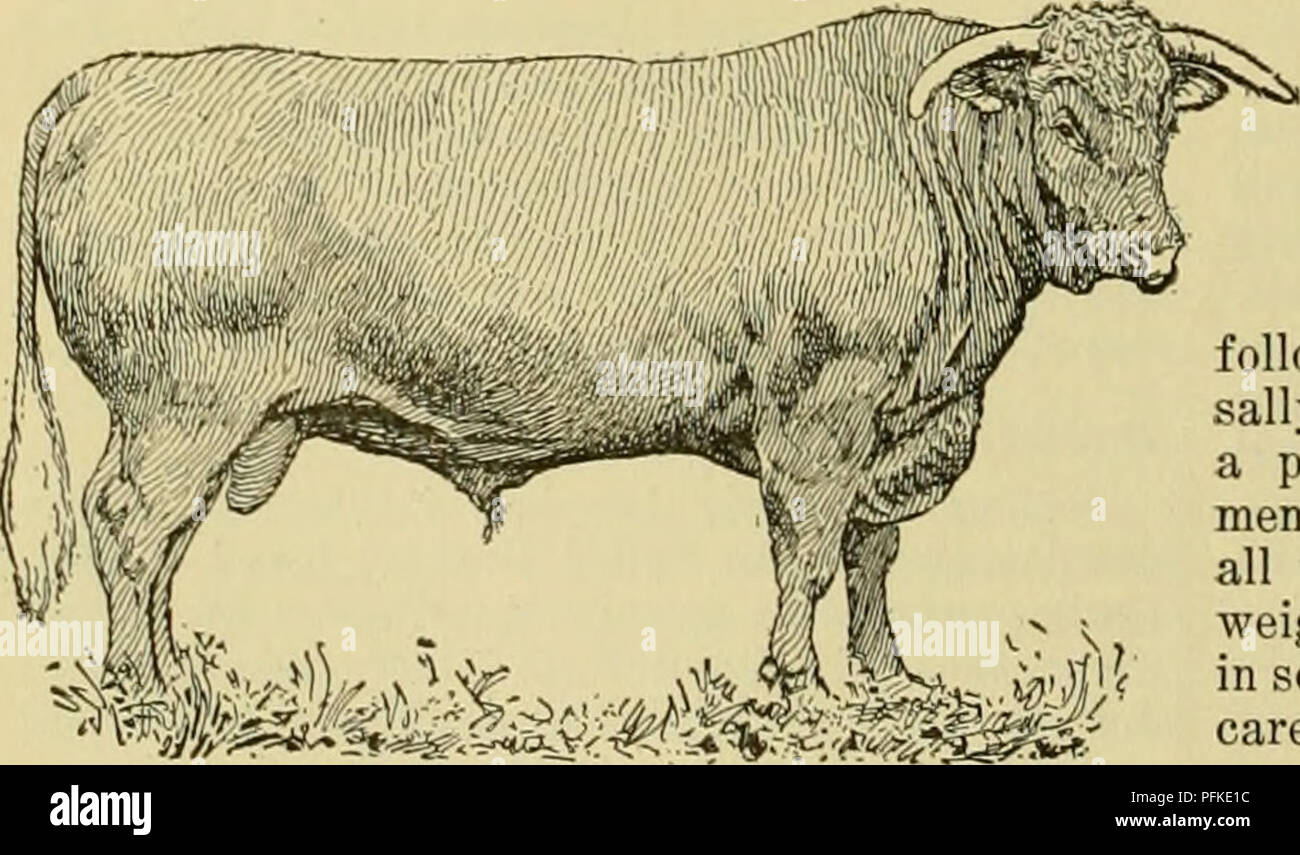 A Sussex bull is characterized by its prominent eyes, wide forehead ...