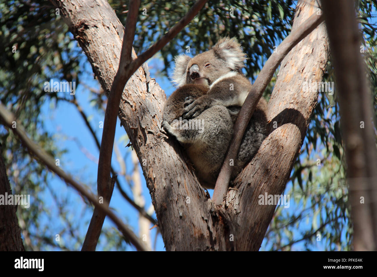 Koalas in a forest on Kangaroo Island (Australia). Stock Photo