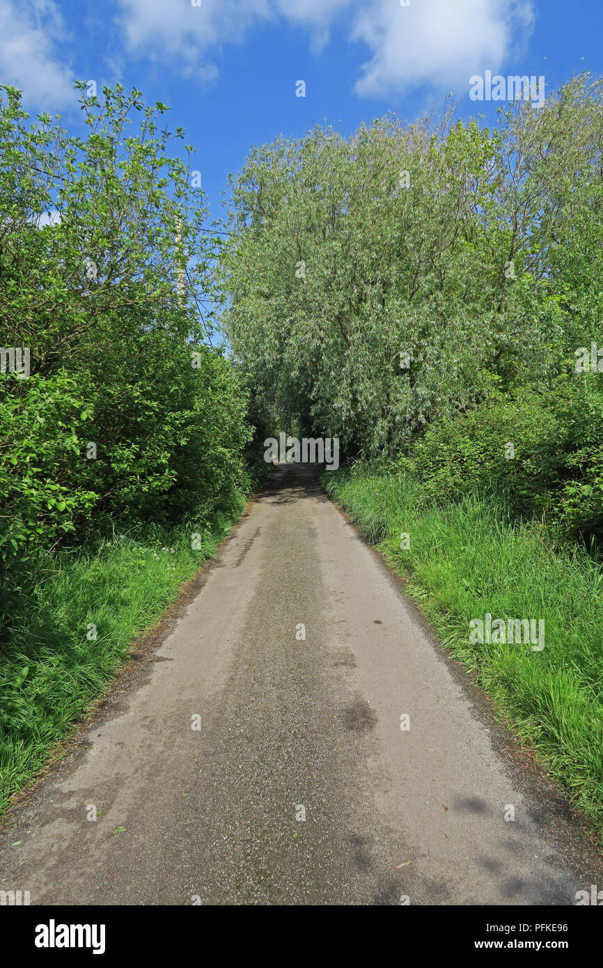 country lane EcclesonSea, Norfolk, May Stock Photo Alamy