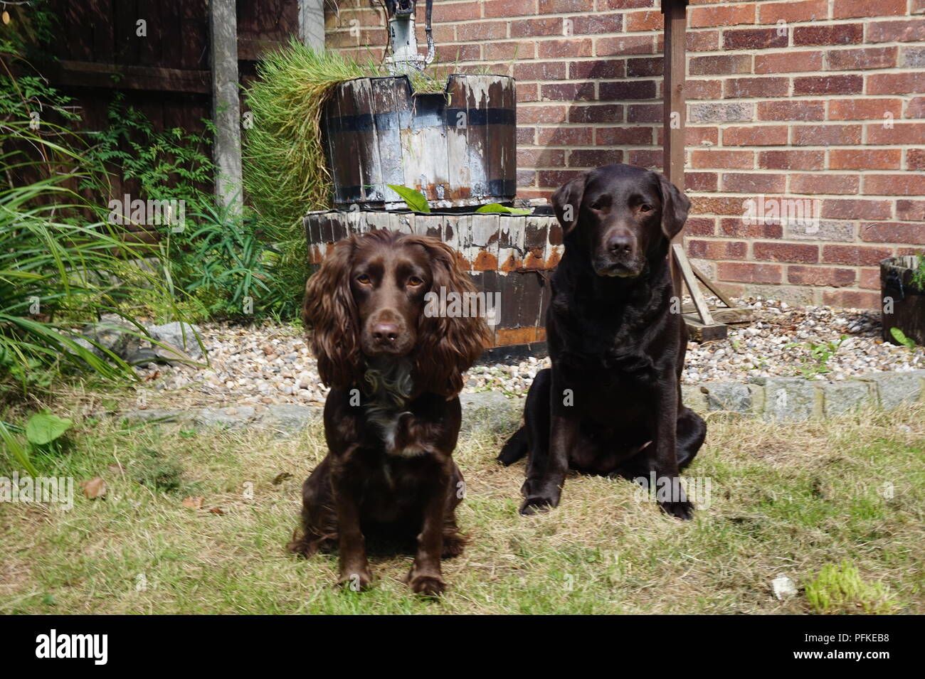 Two chocolate gun dogs. Stock Photo