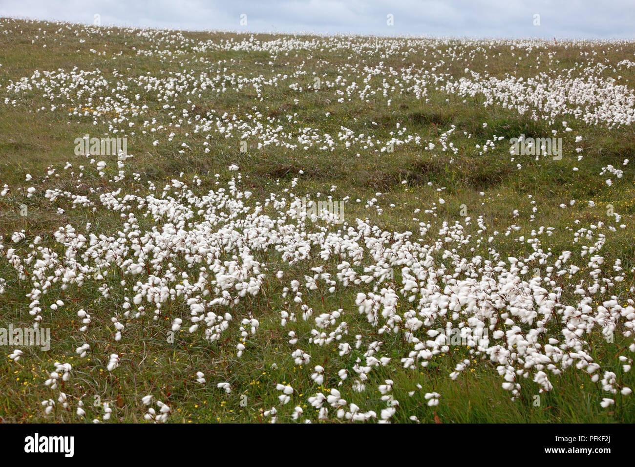 Bog cotton, also known as common cottongrass, on Duncansby Head, Caithness, Scotland Stock Photo