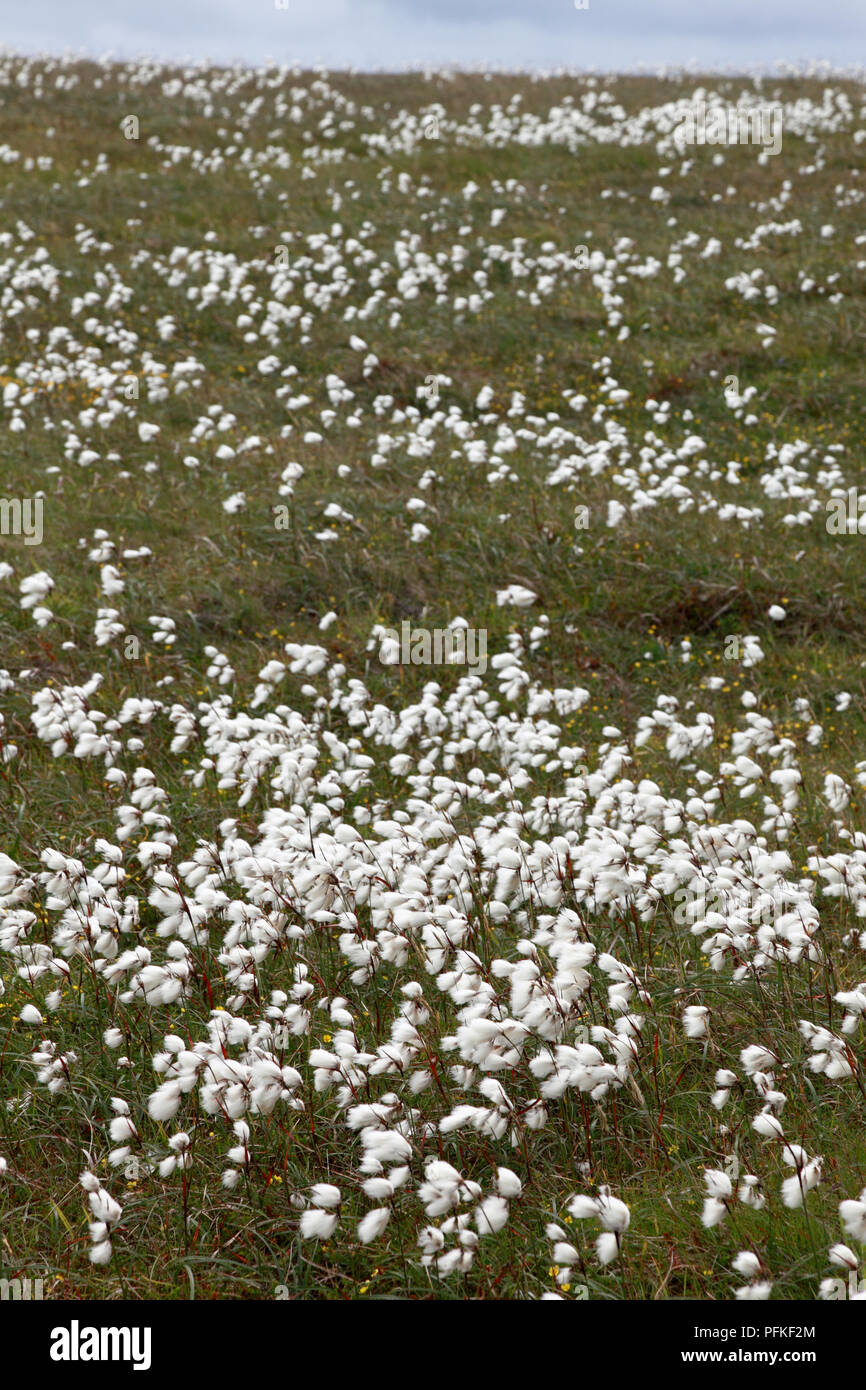 Bog cotton, also known as common cottongrass, on Duncansby Head