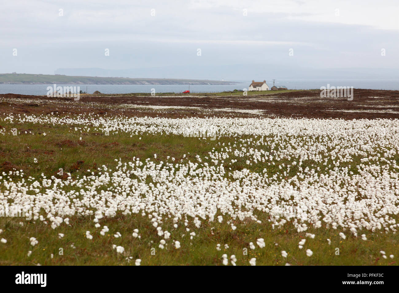 Bog cotton also known as common cottongrass growing above the cliffs of