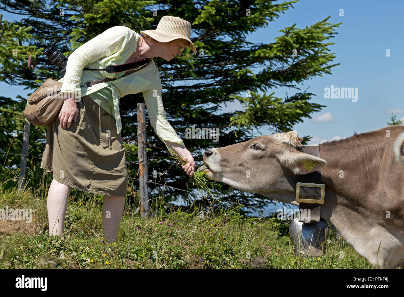 woman giving grass to cattle, Brunnenau-Scharte, Hochgrat near Steibis, Allgaeu, Bavaria, Germany Stock Photo