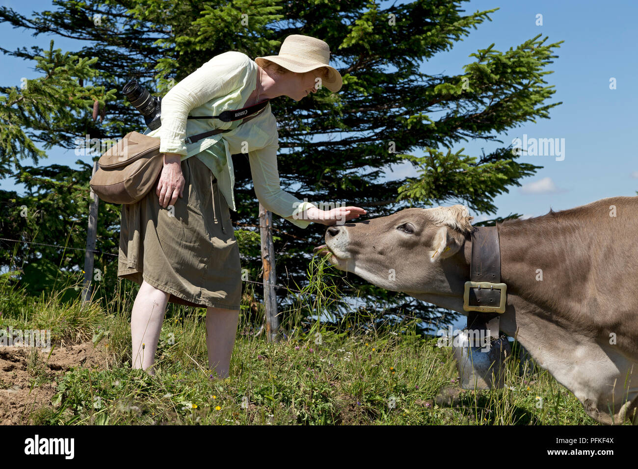 woman caressing cattle, Brunnenau-Scharte, Hochgrat near Steibis, Allgaeu, Bavaria, Germany Stock Photo