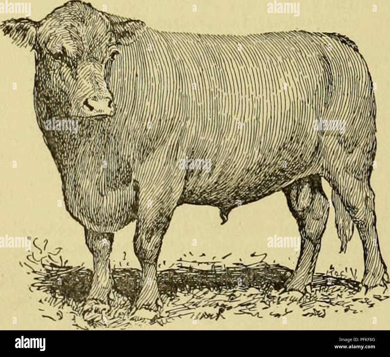 Cyclopedia of farm animals. Domestic animals; Animal products. 368 CATTLE  CATTLE Scale of Points for Red Polled Cattle, continued For bulls Perfect  score 10. Legs.—Short, straight, squarely placed, medium bone 3