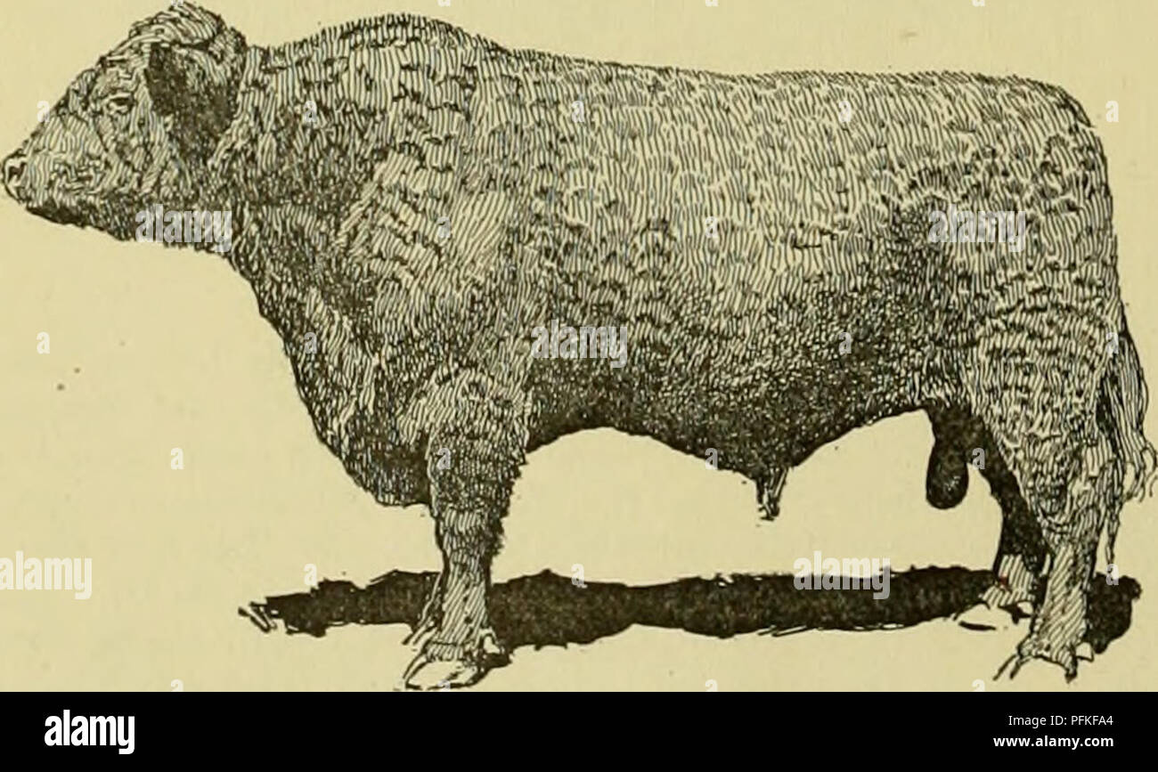 Cyclopedia of farm animals. Domestic animals; Animal products. Fig. 373.  Galloway COW. Myrtle of Avondale 24942. several countries. They can now be  found in Rus- sia, South Africa, Mexico and Alaska.