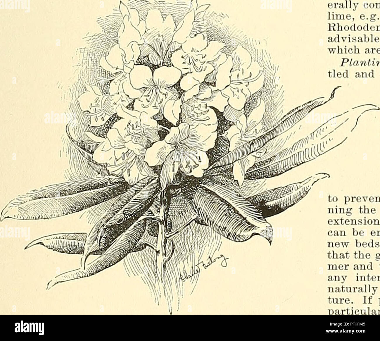 . Cyclopedia of American horticulture, comprising suggestions for cultivation of horticultural plants, descriptions of the species of fruits, vegetables, flowers, and ornamental plants sold in the United States and Canada, together with geographical and biographical sketches. Gardening. 2106. A common hybrid form of Garden Rhododendron. are retentive of moisture; (2) plant in masses, at any rate while young, so that they may protect each other and prevent evaporation; (3) s:ive the bed a northern exposure or a situation where the force of the midday sun is broken; (4) do not plant under or nea Stock Photo