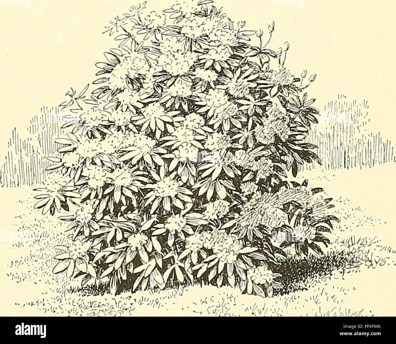 . Cyclopedia of American horticulture, comprising suggestions for cultivation of horticultural plants, descriptions of the species of fruits, vegetables, flowers, and ornamental plants sold in the United States and Canada, together with geographical and biographical sketches. Gardening. RHODODENDRON RHODODENDRON 1517 not contain limestone or heavy clay and lias a moist and fx-esh subsoil will prove satisfactory. Where limestone or heavy clay prevails, beds must be specially prepared and filled vfith suitable soil. They should be at least 2 to 3 ft. deep, or deeper where the subsoil is not poro Stock Photo
