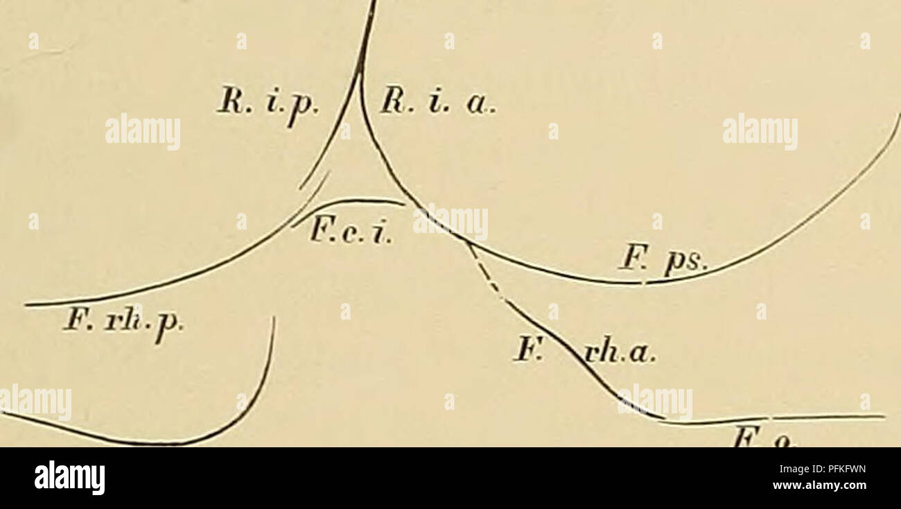 . Denkschriften der Medicinisch-Naturwissenschaftlichen Gesellschaft zu Jena. ISS Ueber das Centralnervensystem der Cetaceen u. s. 185 F. praesylvia oder des Ramus inferior anterior Fiss. Sylvii sehr seicht enden. Hervorgehoben muss noch werden, dass namenthch bei den Katzen die Vereinigung der F. praesylvia mit dem Ramus inferior anterior sehr spät zu Stande kommt. Eine eigentliche Furche verbindet die F. rhinalis anterior und posterior nie. Will man jedoch die untere Begrenzungslinie der tiefer gelegenen Insel gegen die emporgewölbten basalen Rindentheile zwischen F. rhinalis anterior und F. Stock Photo