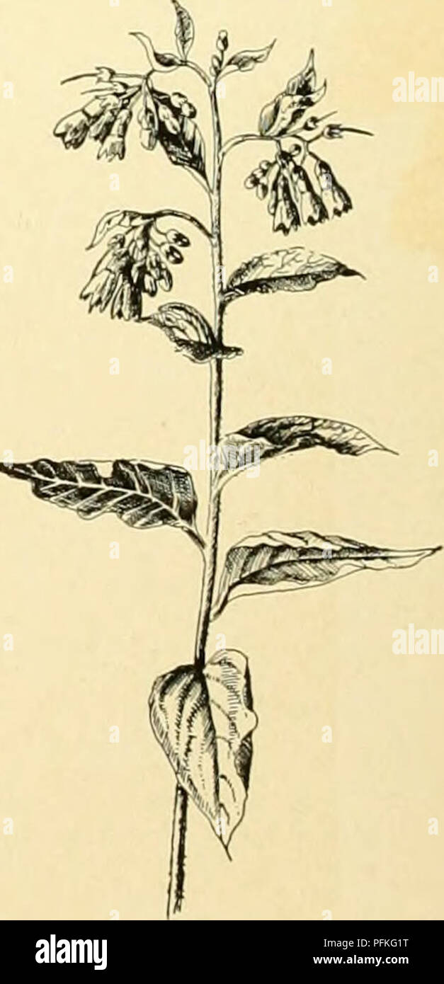 . Cyclopedia of American horticulture, comprising suggestions for cultivation of horticultural plants, descriptions of the species of fruits, vegetables, flowers and ornamental plants sold in the United States and Canada, together with geographical and biographical sketches, and a synopsis of the vegetable kingdom. Gardening -- Dictionaries; Plants -- North America encyclopedias. Eastern N. A. B.B. 3:235.-A smooth shrub with slen- der brandies usually bending under its load of berries. Var. paucifldrus, Robbins, is of smaller growth and has fewer fruits. Mn. 2, p. 10. B.B. 3:236. bb. Stamens a Stock Photo