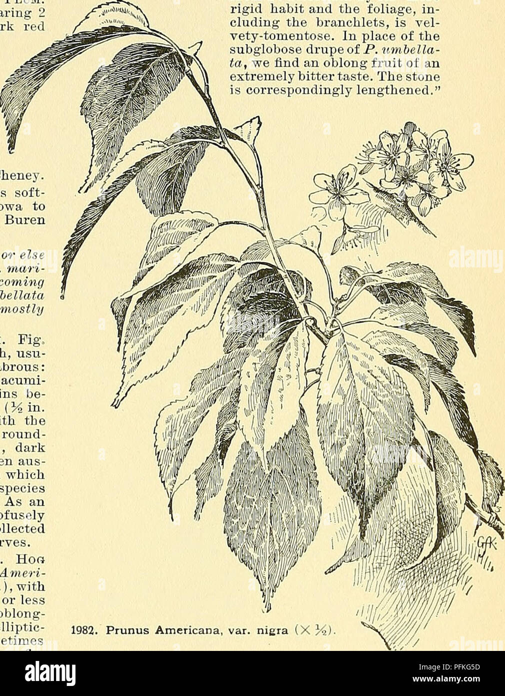 . Cyclopedia of American horticulture, comprising suggestions for cultivation of horticultural plants, descriptions of the species of fruits, vegetables, flowers, and ornamental plants sold in the United States and Canada, together with geographical and biographical sketches. Gardening. shape. The foliage suggests P. cerasifera. A species recently described, P. injucunda. Small, from Stone Mountain, Ga., and not in the trade, is distinguished from P. umbellata by its &quot;more rigid habit and the foliage, in- cluding the branohlets, is vel- vety-tomentose. In place of the subglobose drupe of  Stock Photo