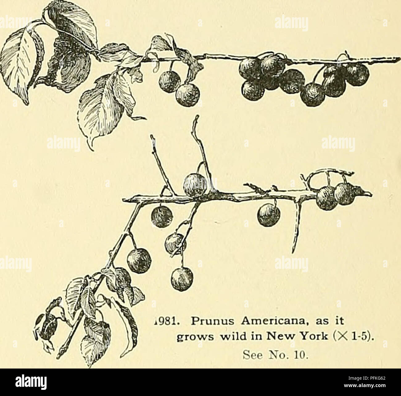 . Cyclopedia of American horticulture, comprising suggestions for cultivation of horticultural plants, descriptions of the species of fruits, vegetables, flowers, and ornamental plants sold in the United States and Canada, together with geographical and biographical sketches. Gardening. 1980. Prunus triflora—Japanese Plum. From specimens in the herbarium at the Royal Gardens, Kew. iQSl. Prunus Americana, as it erows wild in New York (X 1-5). See No. 10. BBB. American ornative Plums: Ivs. relatively narrow and smooth and the yoking growth glabrous (P. subeordata and P. Americana partial excep-  Stock Photo