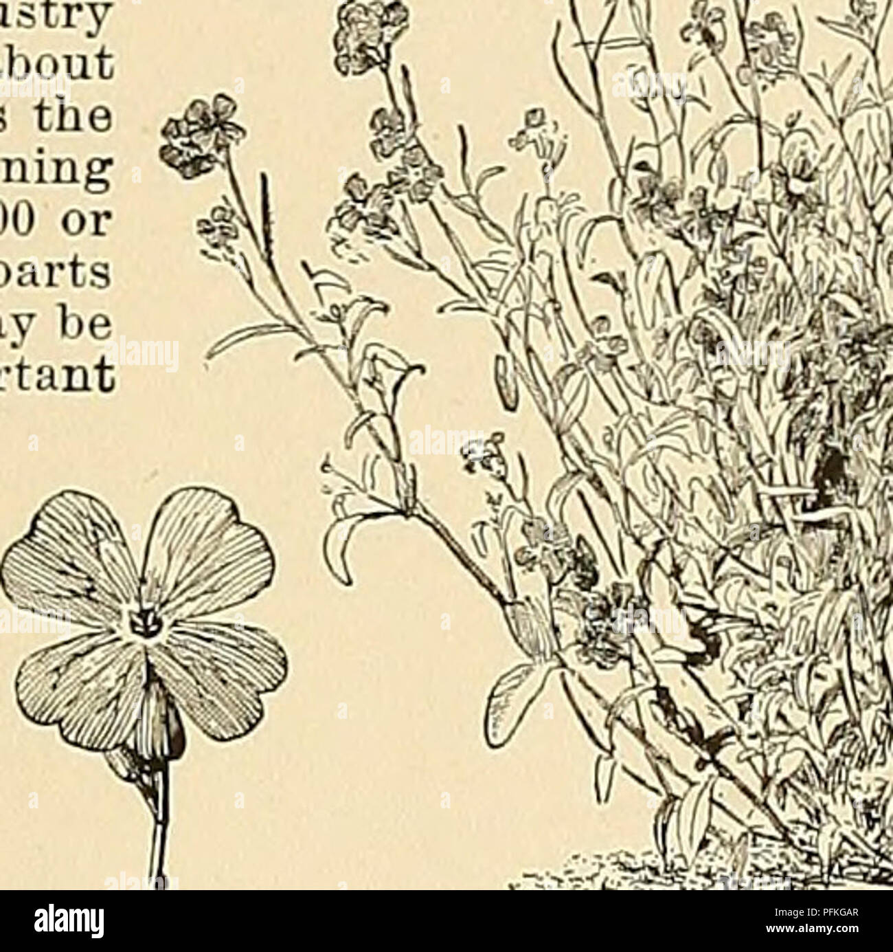 . Cyclopedia of American horticulture, comprising suggestions for cultivation of horticultural plants, descriptions of the species of fruits, vegetables, flowers, and ornamental plants sold in the United States and Canada, together with geographical and biographical sketches. Gardening. MAINE MALOPE 969 Dot far from 10,000,000 bushels. The greater portion of the potatoes grown in Aroostook county is converted into starch. The annual product of the starch factories is from 12,000,000 to 15,000,000 pounds. The average yield is about 120 bushels per acre, but as many as 500 and even 700 bushels h Stock Photo