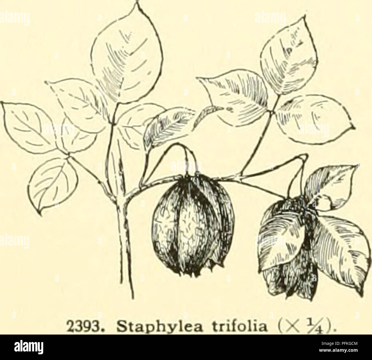 . Cyclopedia of American horticulture, comprising suggestions for cultivation of horticultural plants, descriptions of the species of fruits, vegetables, flowers and ornamental plants sold in the United States and Canada, together with geographical and biographical sketches, and a synopsis of the vegetable kingdom. Gardening -- Dictionaries; Plants -- North America encyclopedias. 1718 STAPHYLEA with 1 or few subglobose rather large, bony seeds in each cell. A. Lcs. 3-foliolate. B. Middle leaflet short-stalked: panicle sessile. Bumalda, DC. Shrub, 6 ft. high, with upright and spreading slender  Stock Photo