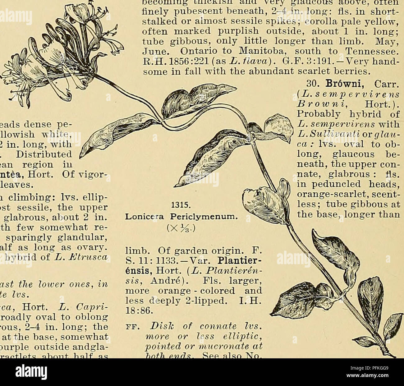 . Cyclopedia of American horticulture, comprising suggestions for cultivation of horticultural plants, descriptions of the species of fruits, vegetables, flowers, and ornamental plants sold in the United States and Canada, together with geographical and biographical sketches. Gardening. 942 LONICERA LONICERA 20. longiflora, DC. Climbing shrub, glabrou.?: Ivs. oblong-lanceolate, shining above, pale beneath, 2-2J^ in. long; fls. in short-peduncled pairs, sometimes crowded towards the end of branches; corolla &quot;(vhite, changing to yellow, fragrant, 3-4 in. long, with very slender tube: bracts Stock Photo