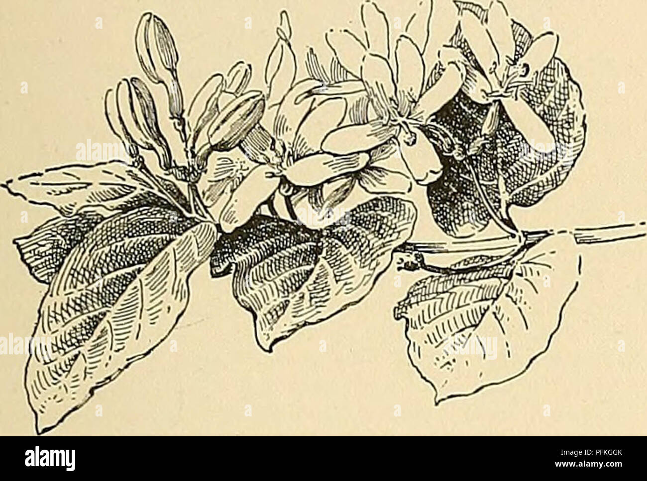 . Cyclopedia of American horticulture, comprising suggestions for cultivation of horticultural plants, descriptions of the species of fruits, vegetables, flowers, and ornamental plants sold in the United States and Canada, together with geographical and biographical sketches. Gardening. LONICERA LONICERA 941 11. fragrantissima, Cai-r. {L., or Cuprifoliiim, Nla- guarilU, Hort.). Similar to the former, but with long and slender recurving and almost glabrous branches: Ivs. broadly ovate or obovate, acute, almost glabrous, but bristly on the midrib beneath and ciliate, 1-2J^ in. long: corolla glab Stock Photo