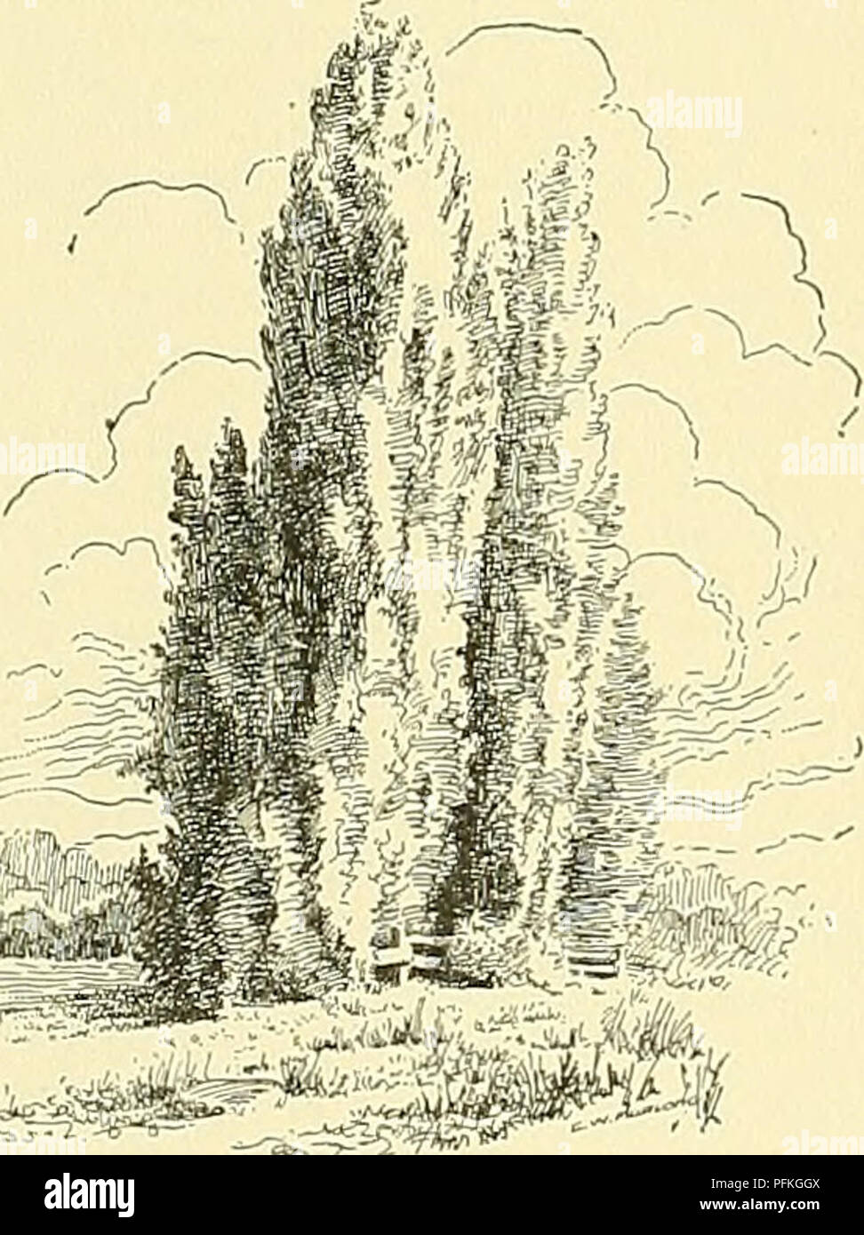 . Cyclopedia of American horticulture, comprising suggestions for cultivation of horticultural plants, descriptions of the species of fruits, vegetables, flowers, and ornamental plants sold in the United States and Canada, together with geographical and biographical sketches. Gardening. 0 int 1906. Staminate catkins of Populus tremuloides (X }-j). P6PITLUS (ancieut Latin name). Poplar. Aspen. From 20 to 25 soft-wooded trees of mostly small or medium size in the northern hemisphere, and which, with Salix, comprise the family Sallcclvetp. The Poplars are dioecious, with both staminate and pistil Stock Photo