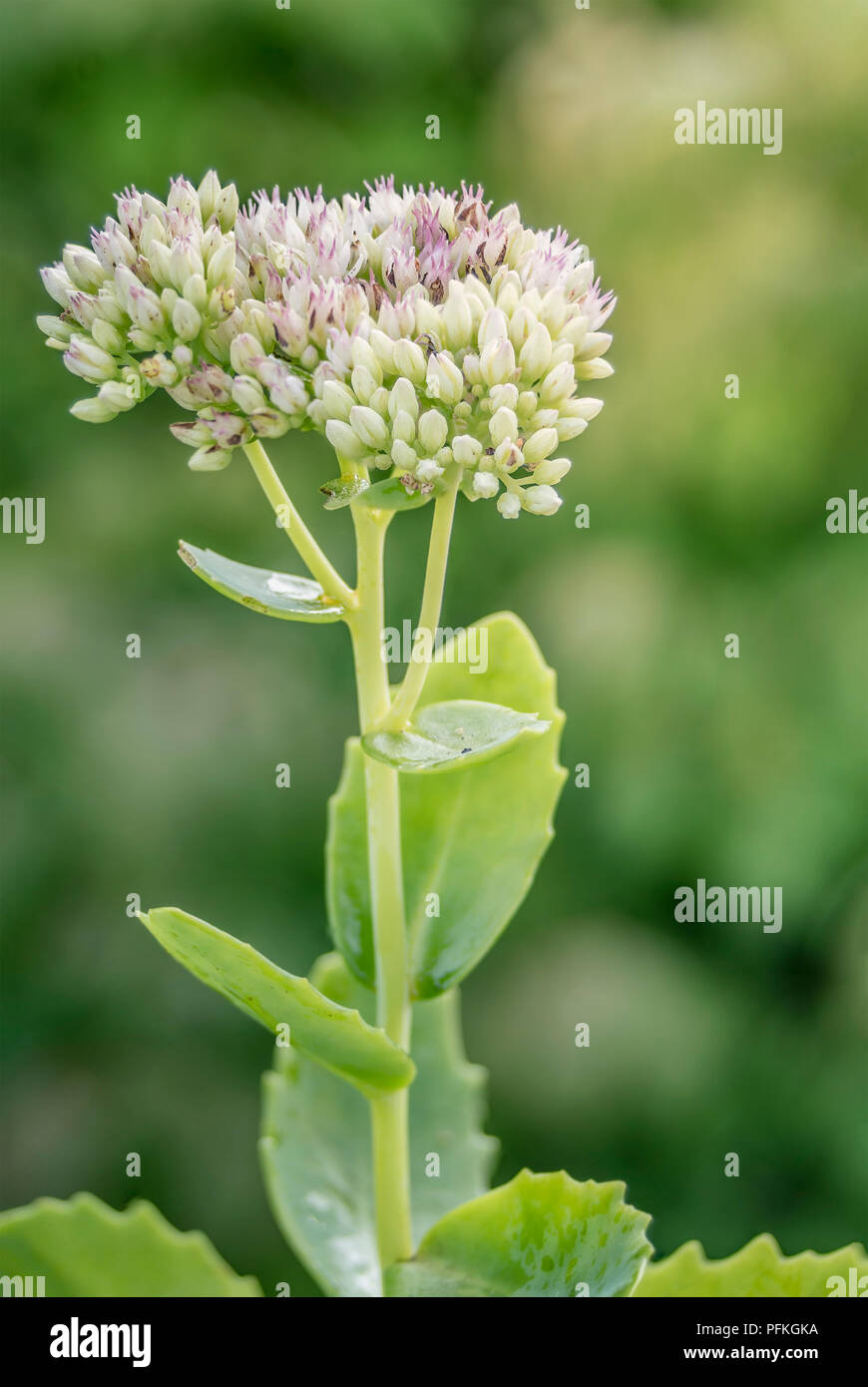 Closeup shot of Teasel Flower Stock Photo