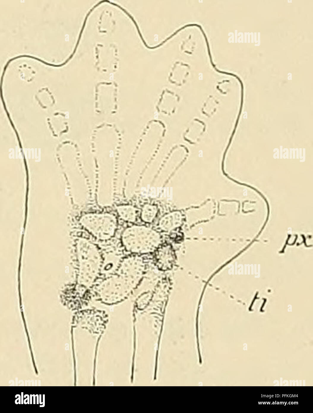 . Denkschriften der Medicinisch-Naturwissenschaftlichen Gesellschaft zu Jena. . Aus der Vergleichung derartiger junger Stadien des embryonalen Tarsus eines Säugethiers mit dem eines Urodels ergeben sich die Homo- logien ganz von selbst und verlangen zu ihrer Feststellung kaum einer Discussion. Nur muss dabei der Umstand berücksichtigt werden, das der distale Abschnitt des Metapodiums, das Pisiforme und die ihm entsprechende Tuberositas calcanei bei Urodelen fehlen oder noch nicht erkannt worden . j-ij-n-i j i/ri 1 Fig. 7 und 8. Zwei Stadien der Entwickelung des Fuss- sind, wodurch die Beziehu Stock Photo