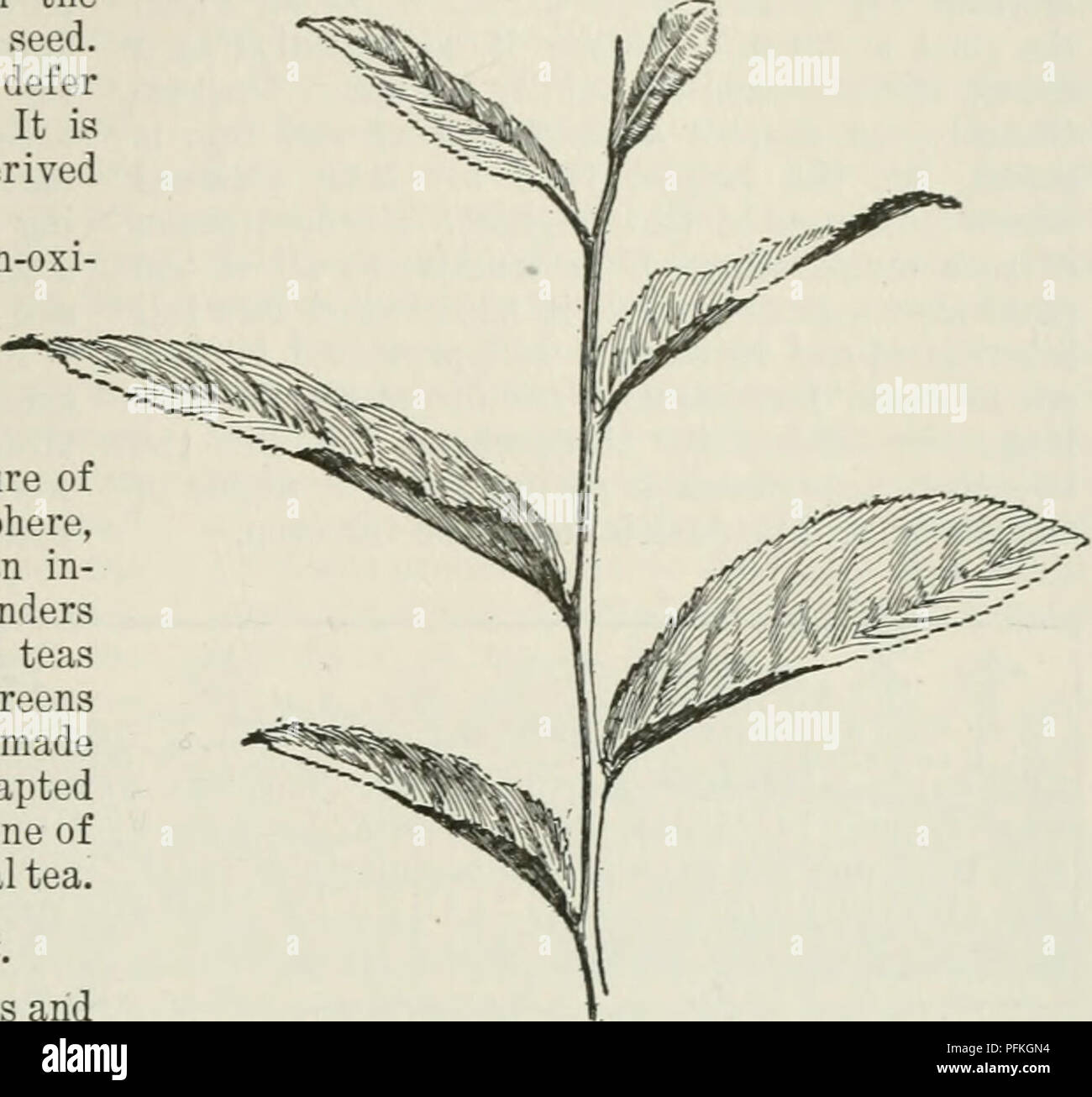 Fermose Tea Formosa tea hi-res stock photography and images - Alamy