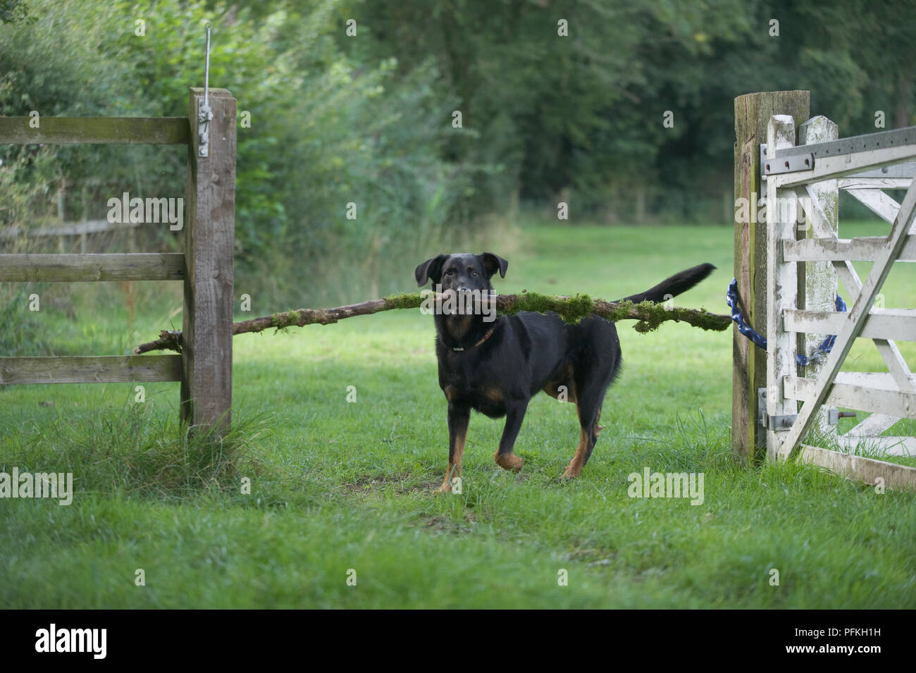 Black mixed breed dog carrying large branch near open gate front