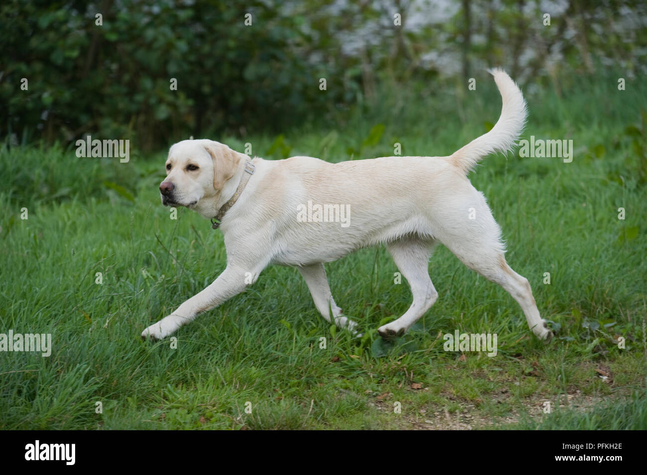Yellow Labrador walking on grass Stock Photo