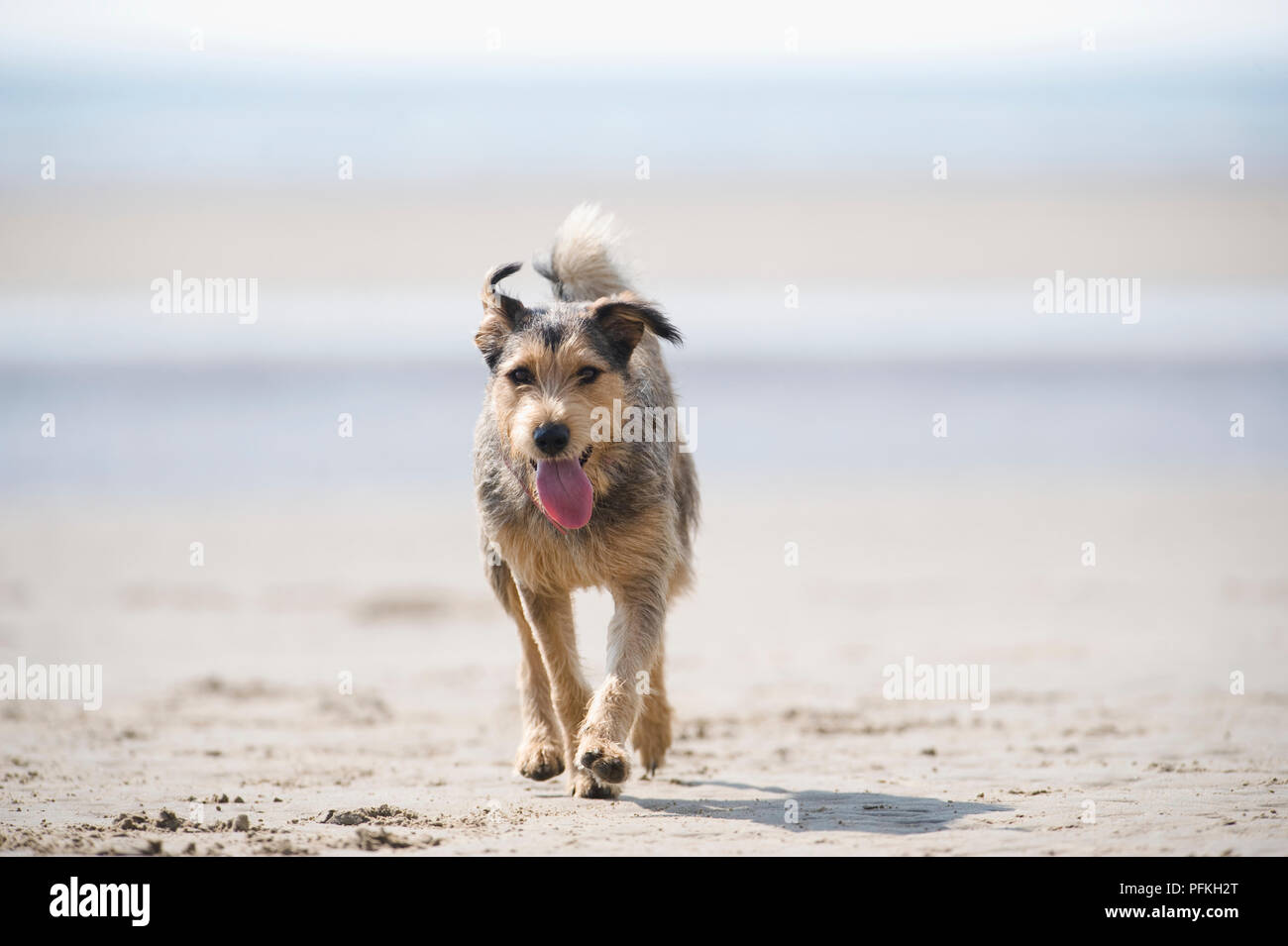 Mongrel dog with tongue sticking out walking along beach, front view Stock Photo