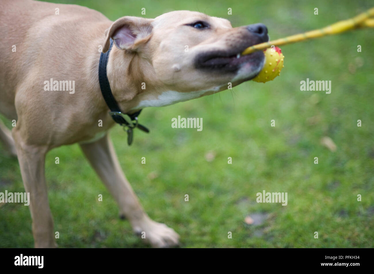 dog pull rope
