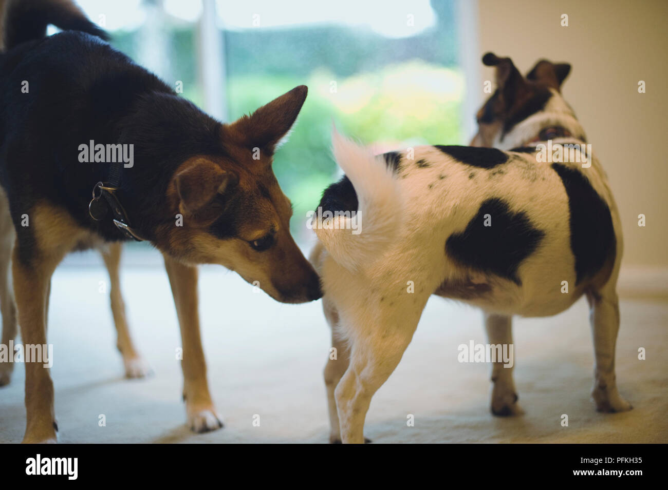 Dog sniffing another dog's rear, closeup Stock Photo Alamy