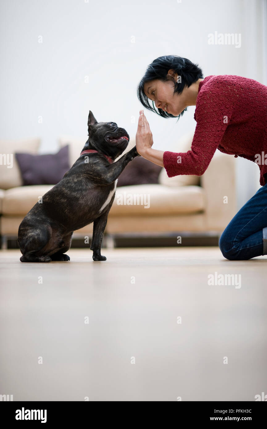 Woman kneeling on floor teaching French Bulldog tricks Stock Photo Alamy