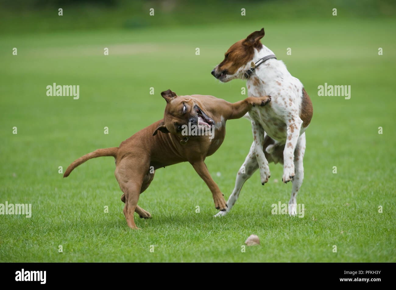 Do Male And Female Dogs Fight