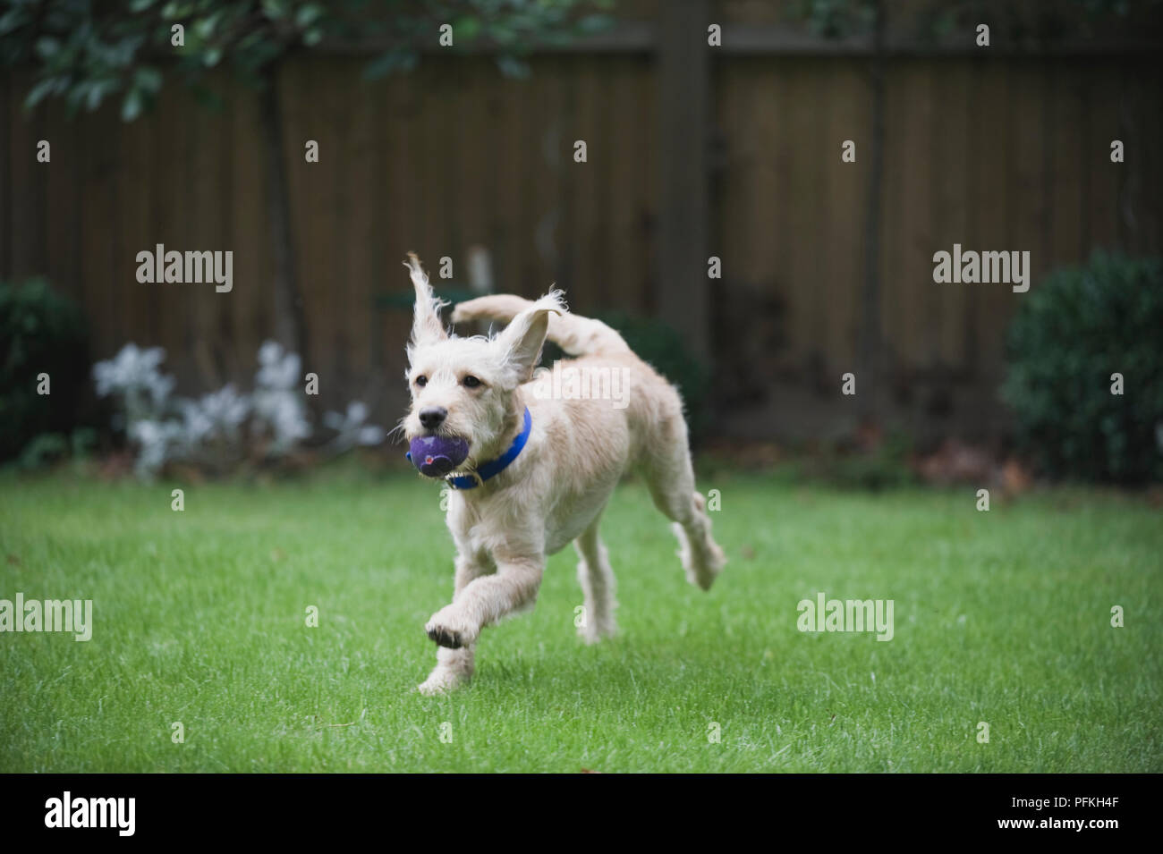Labradoodle running across garden lawn holding a ball in its mouth, close-up Stock Photo