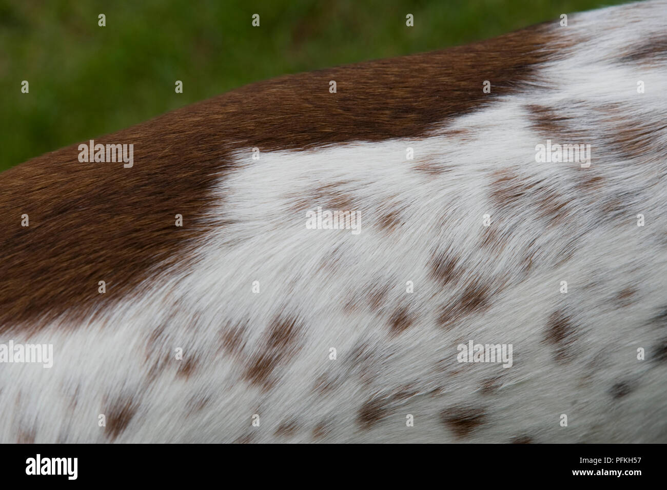 Brown and white spotted coat type Stock Photo Alamy